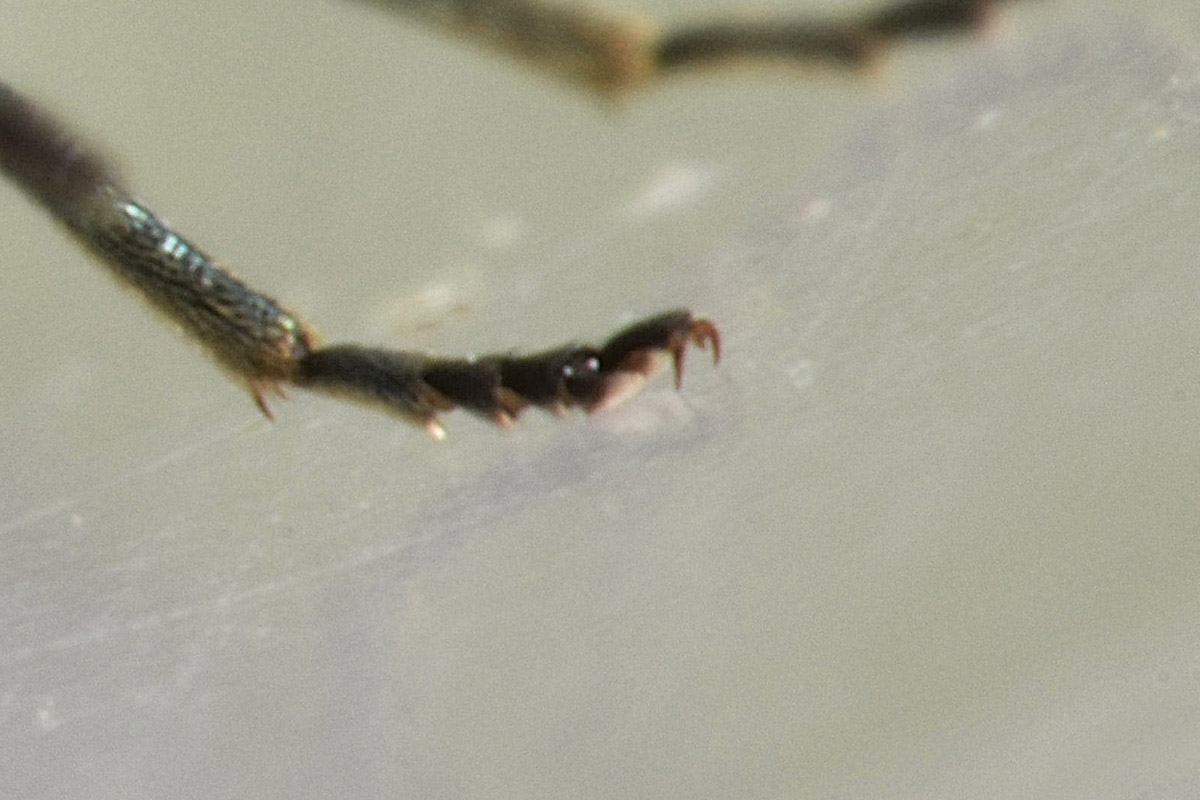 Oedemeridae: Ischnomera cyanea o caerulea, femmina